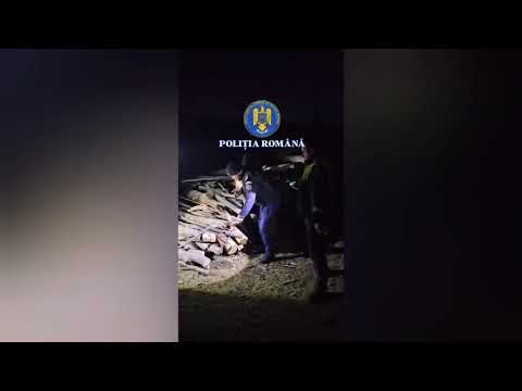 (VIDEO) Descoperire de material lemnos fără acte în Novaci. Dosar penal pentru tăiere ilegală și tăinuire