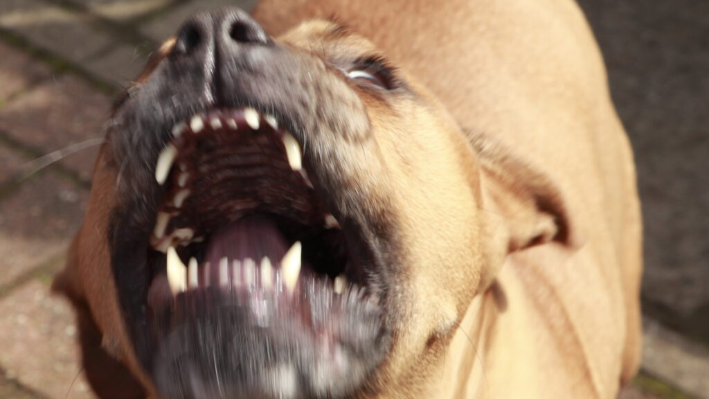 Minor din Băilești cercetat după ce a postat imagini cu un Pitbull agresiv