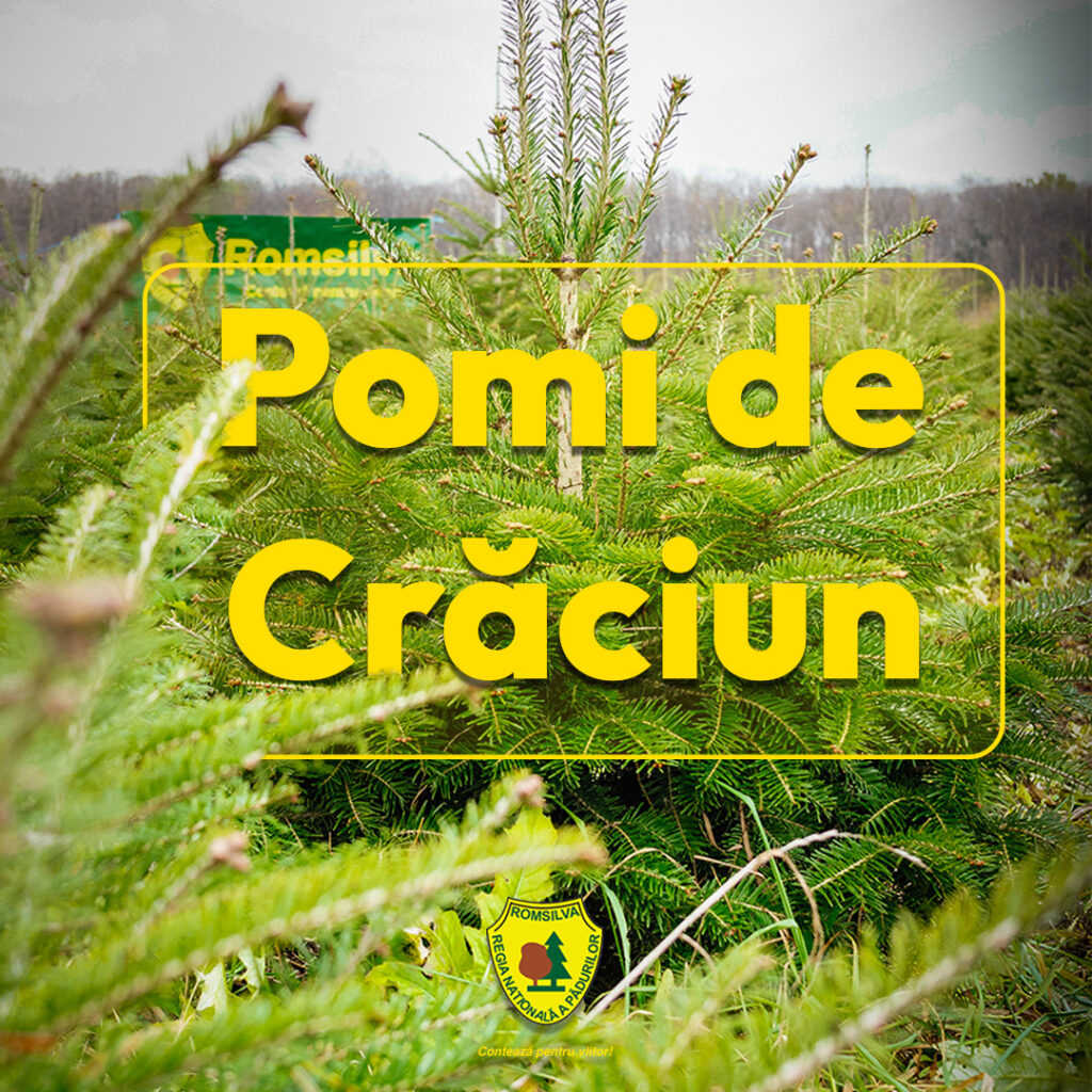 Romsilva oferă peste 16.000 de pomi de Crăciun în sezonul sărbătorilor de iarnă