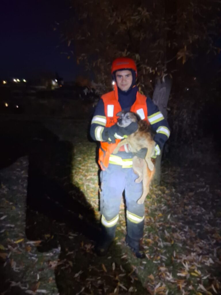 Vâlcea: Misiune de salvare a unui cățel