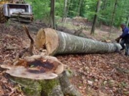 Voineasa: Bărbat surprins sub un copac în zona montană