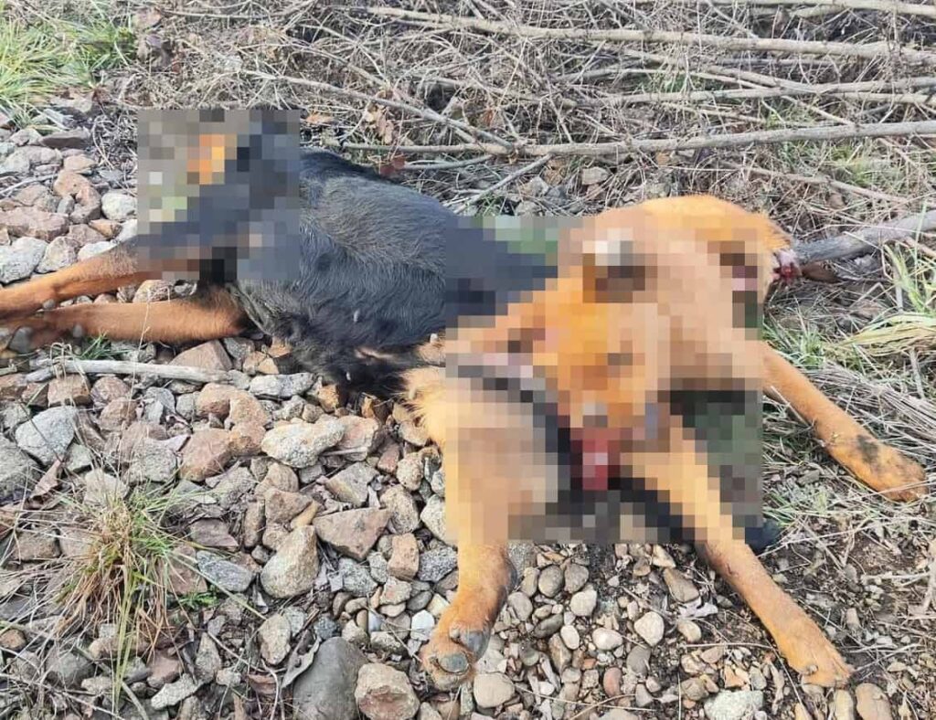 Un câine mort și unul în stare critică, lăsați de izbeliște în fața unui imobil