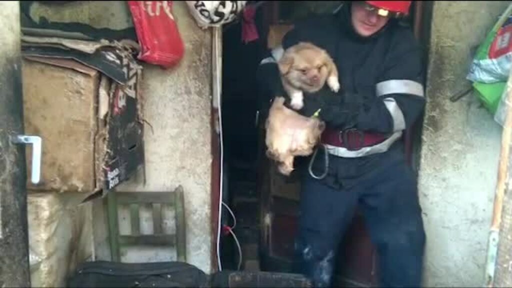 Pompierii eroi! Au salvat 15 câini dintr-o casă în flăcări