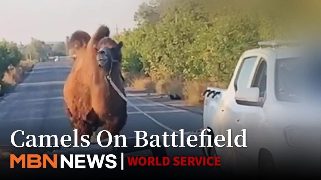 (VIDEO) Cămilă salvată de trupele ucrainene. Animal folosit de armata rusă pe linia frontului