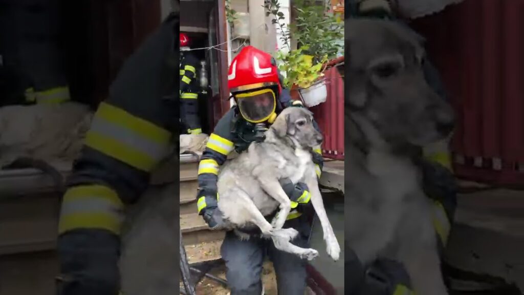 (VIDEO) Incendiu izbucnit la o casă din municipiul Drobeta Turnu Severin
