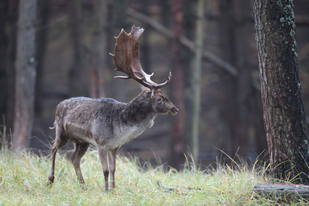 Cerbul lopătar a apărut în mai multe păduri din România, după o absență de zeci de ani 