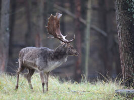 Cerbul lopătar a apărut în mai multe păduri din România, după o absență de zeci de ani 