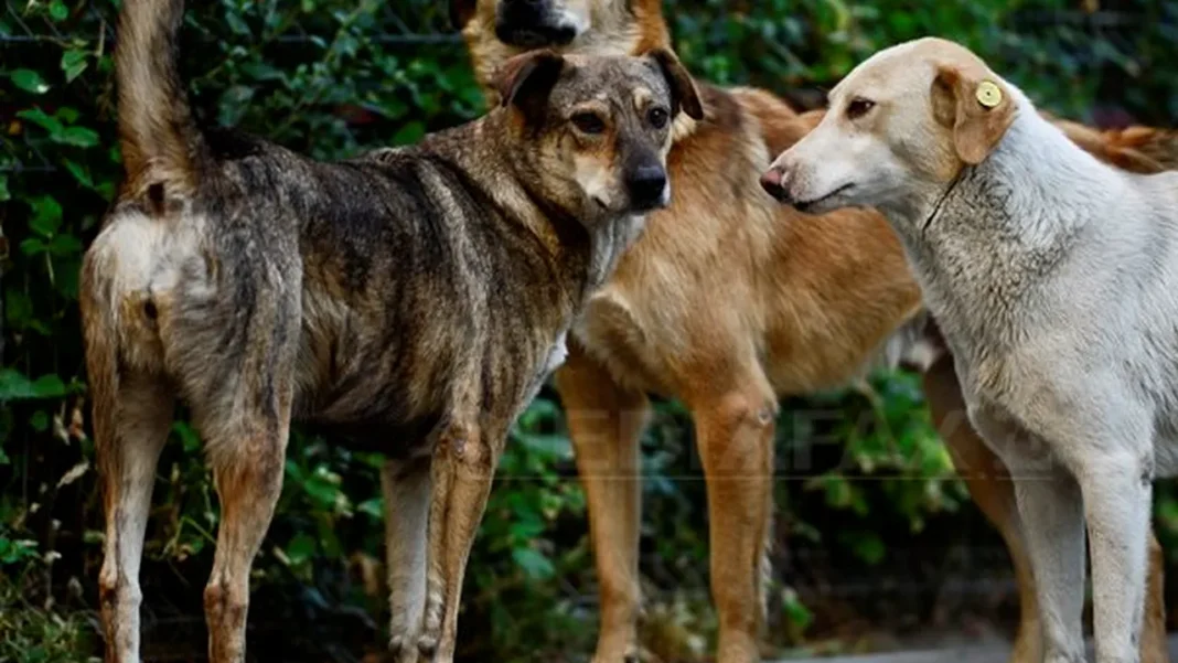 Echipajele de ecarisaj, prezente zilnic Parcul „Nicolae Romanescu” din Craiova