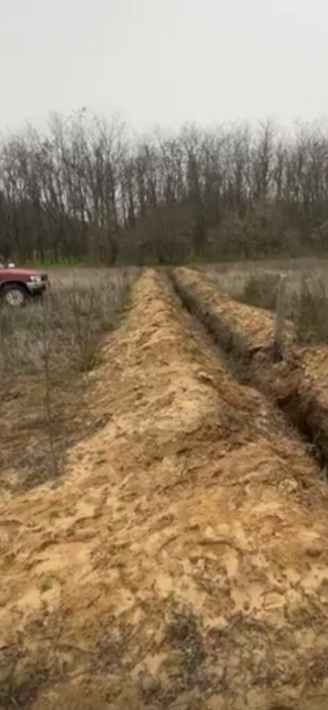 „Paraziții Saharei Olteniei”. Primarul Călărașiului sesizează pagube majore ale infrastructurii agricole