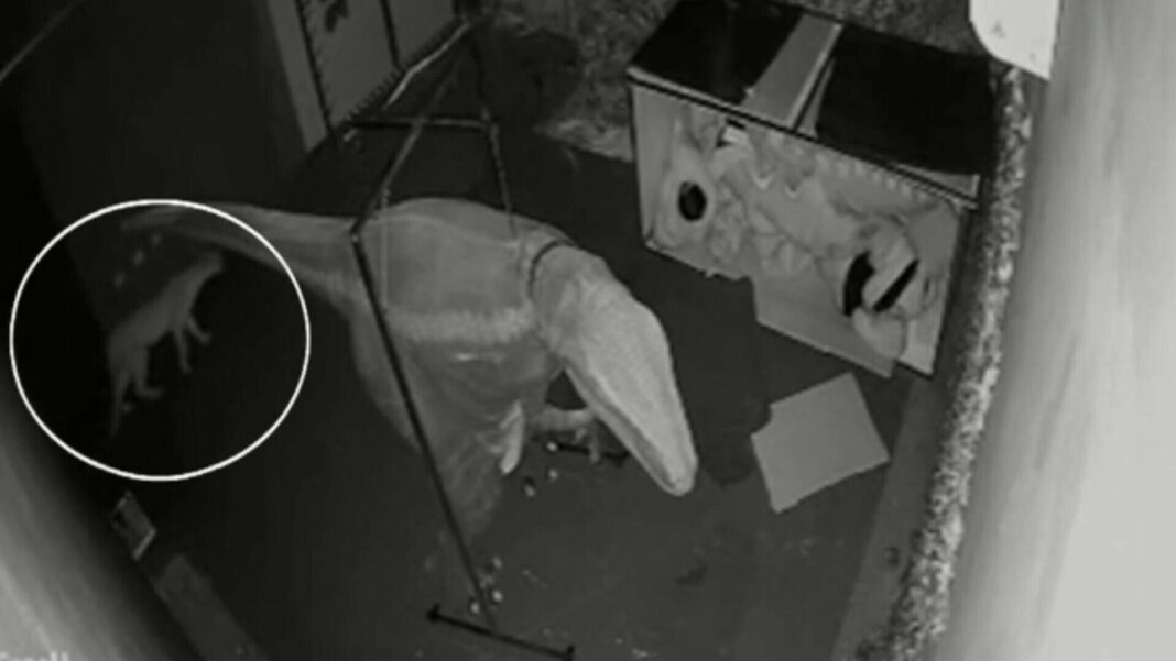 Restaurant din Sao Paulo, „vizitat“ de o pumă