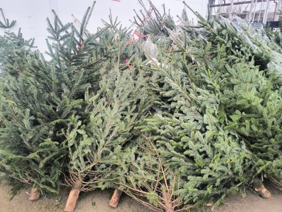 Crăciun mai verde, cu beneficii pentru tine