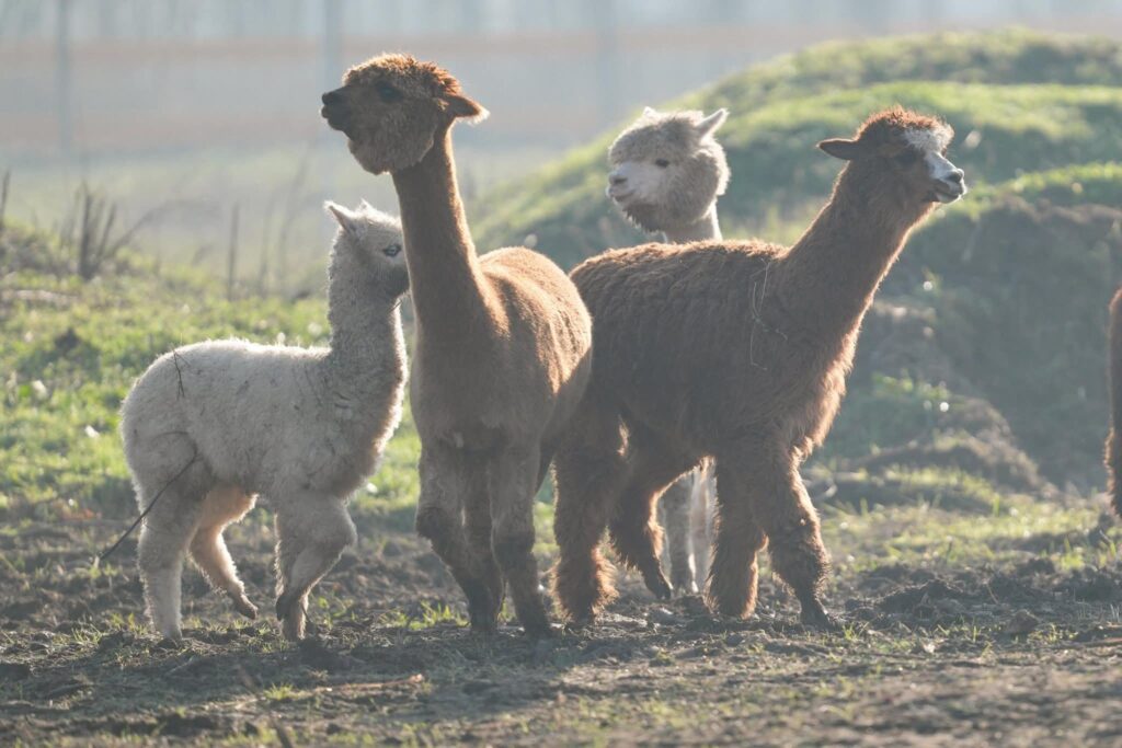 Valea Ciutelor – locul unde poți să te plimbi printre animale la Hipodromul din Craiova