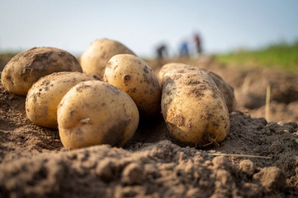 Legumicultorii români și fermierii care cultivă cartofi pot primi finanțare de până la 2 milioane de euro