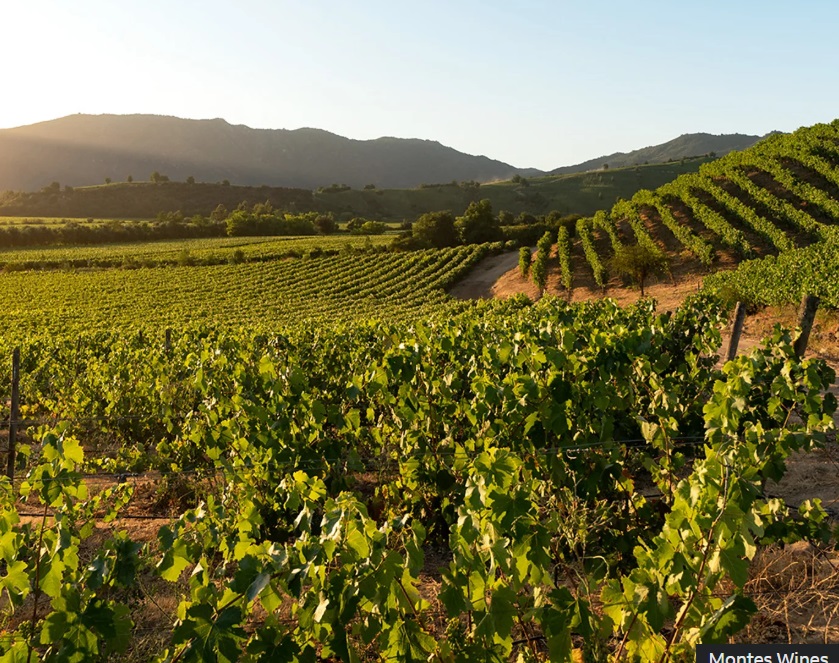 Ruta del Vino din Chile se întinde pe cinci văi din centrul țării