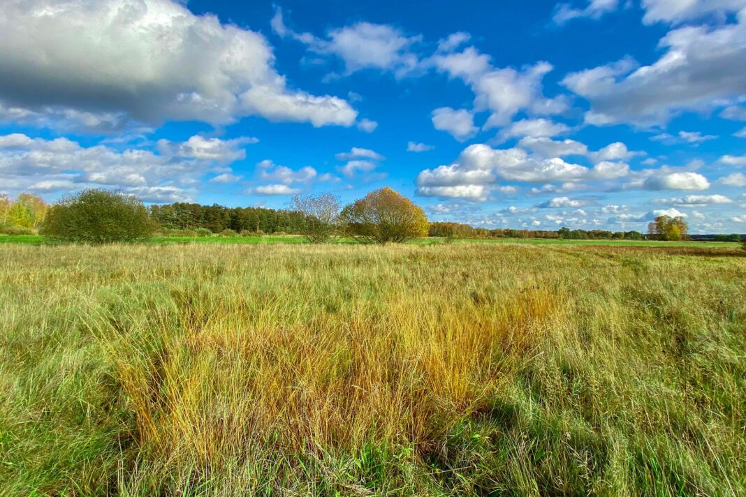 Cândva unul dintre cele mai periculoase locuri din Europa, Cheiner Torfmoor este acum un paradis pentru fauna sălbatică