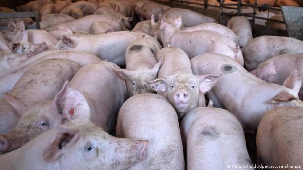 Peste 1.500 de porci, sacrificați după depistarea unui focar de pestă porcină în Mehedinţi