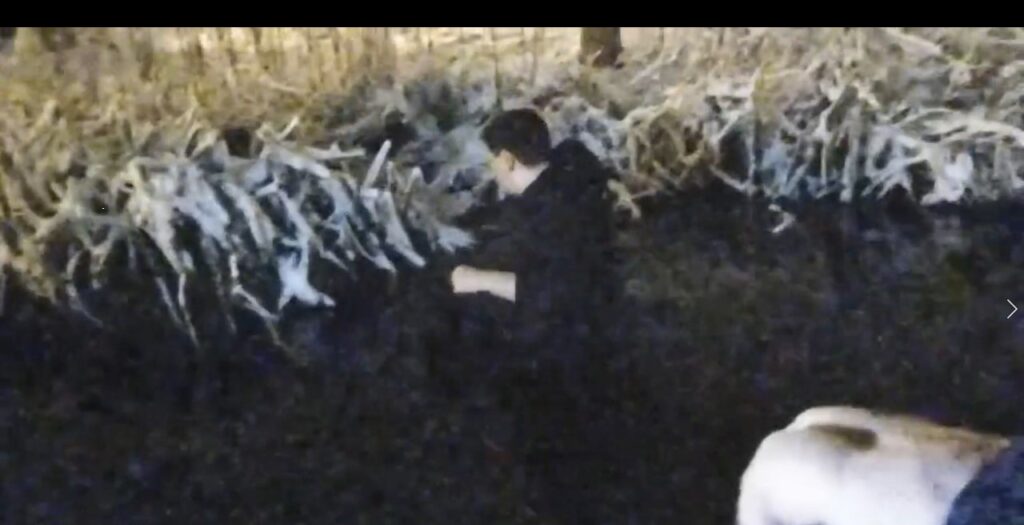 (VIDEO) Bărbat atacat de o haită de maidanezi în Parcul Romanescu. Ce spun craiovenii