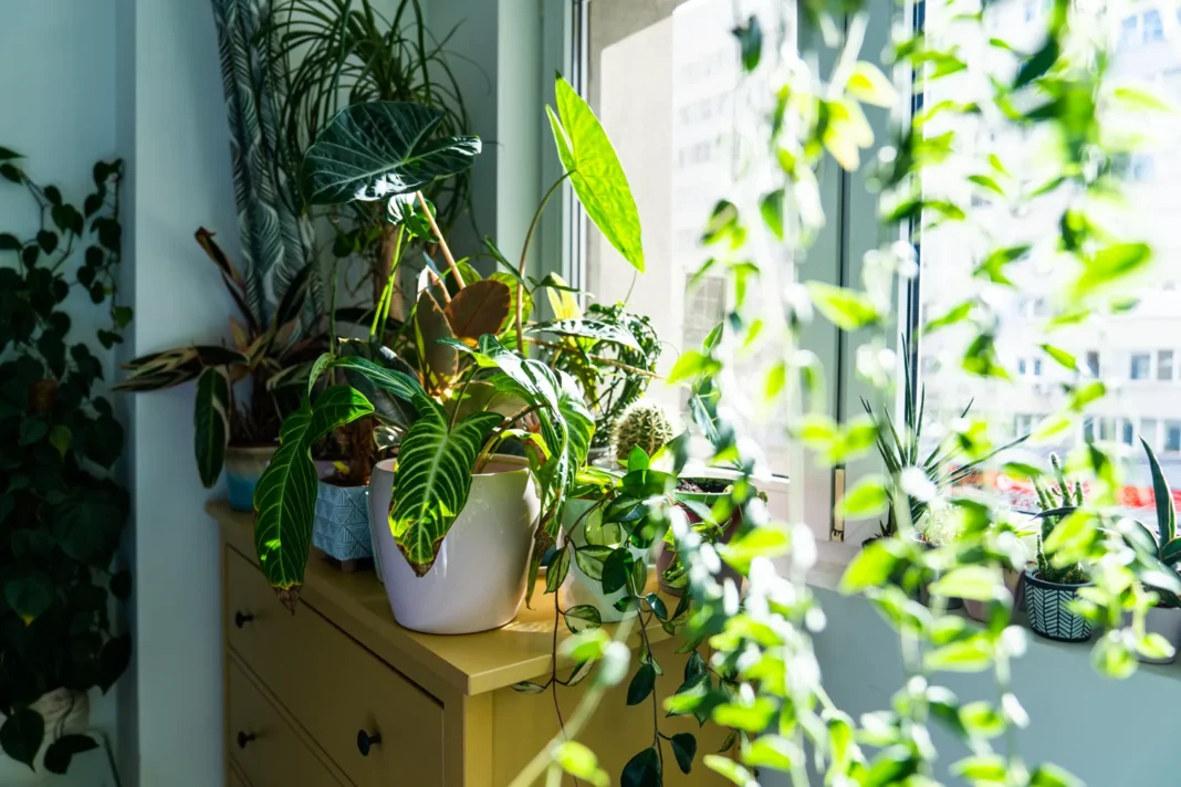 Cele mai frecvente greșeli pe care le faci iarna în îngrijirea plantelor de apartament