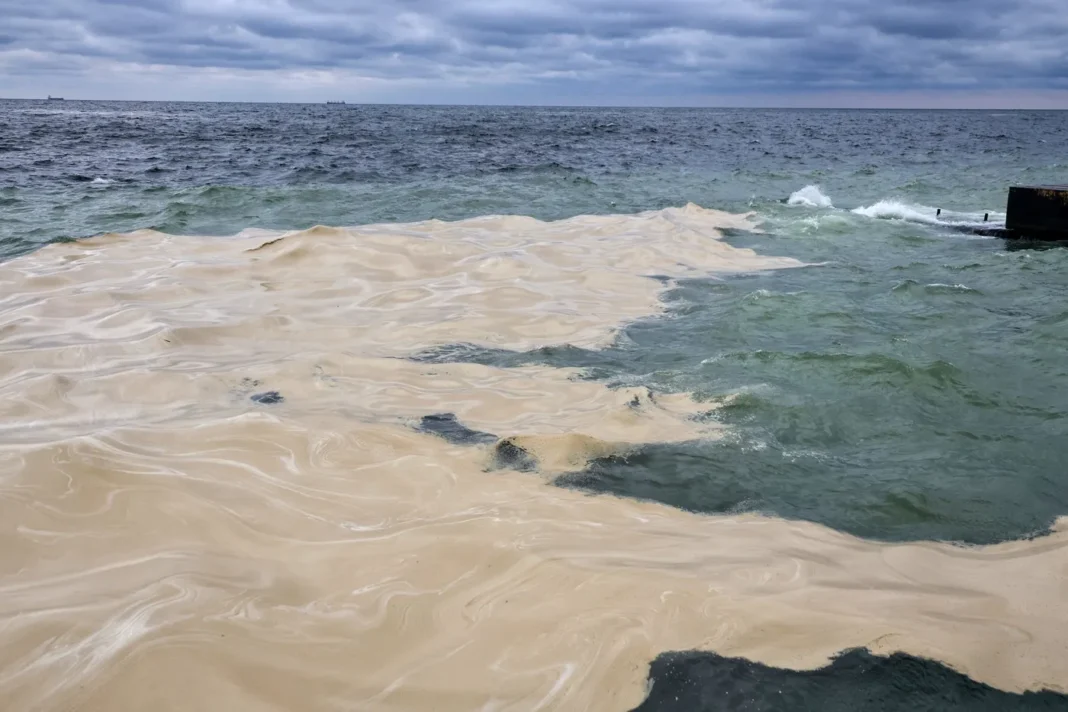 Poluare cu ulei de floarea-soarelui pe coasta Mării Negre din cauza atacurilor rusești