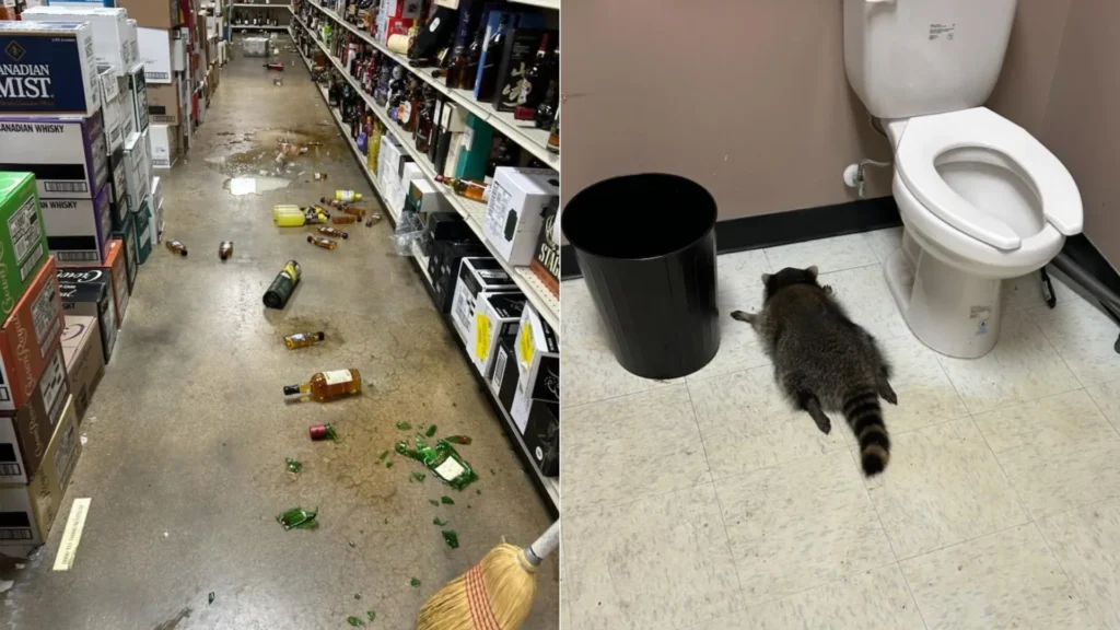 Un raton s-a îmbătat și a adormit în toaletă după ce a spart mai multe sticle de alcool într-un magazin