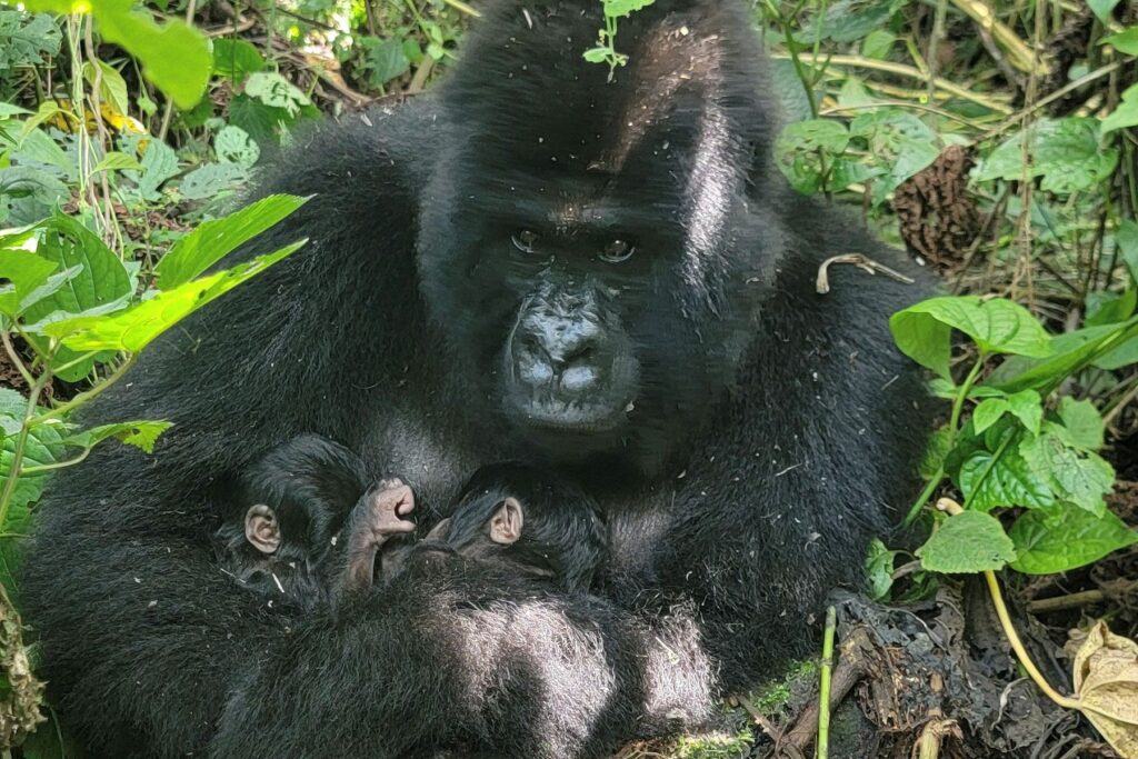 O naștere rară a unor gemene de gorile de munte a avut loc în Parcul Național Virunga, Congo