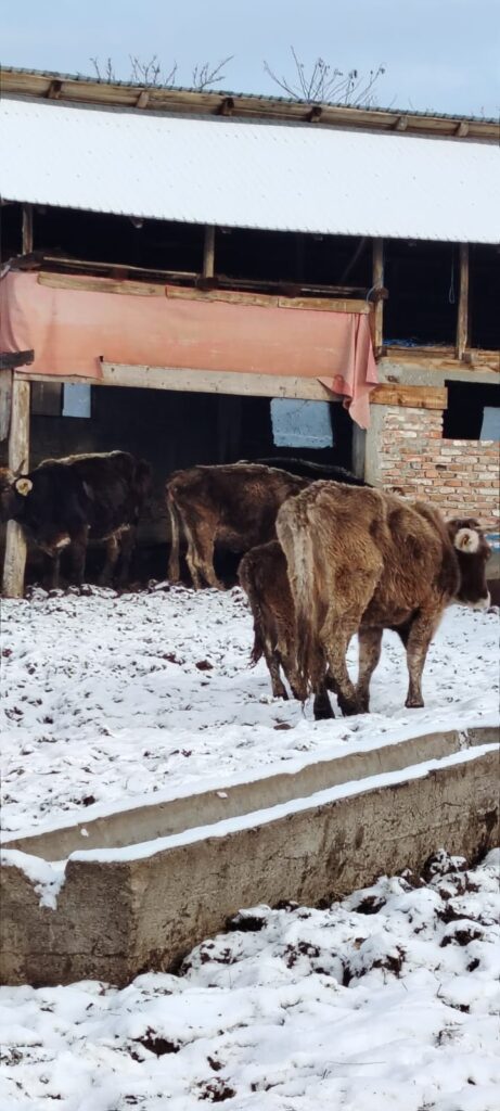 Amendă de 12.000 de lei pentru nereguli în întreținerea animalelor, în Valea Mare, Vâlcea