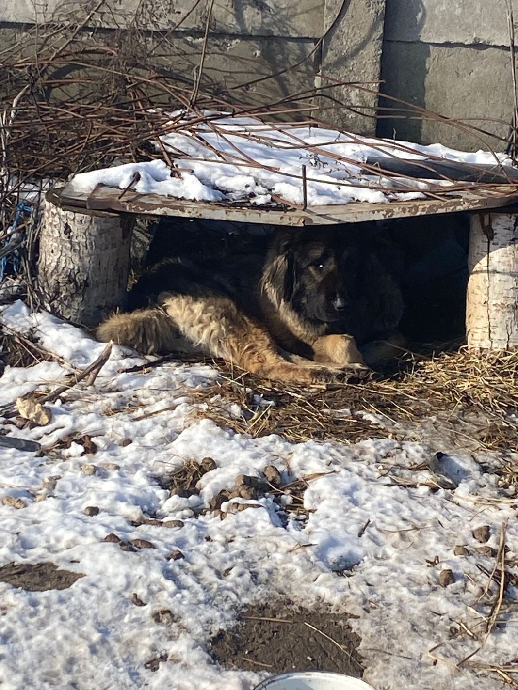 Polițiștii de la Biroul pentru Protecția Animalelor și Secția 4 Poliție Rurală Coșoveni au verificat deținătorii de câini, aplicând amenzi și informând cetățenii despre obligațiile legale