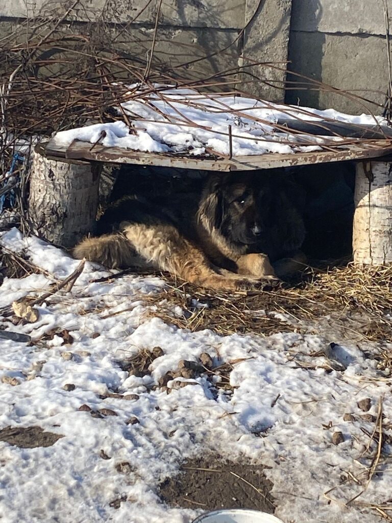 Acțiune a polițiștilor doljeni în Rojiște: sancțiuni aplicate deținătorilor de câini pentru nerespectarea legislației privind protecția animalelor