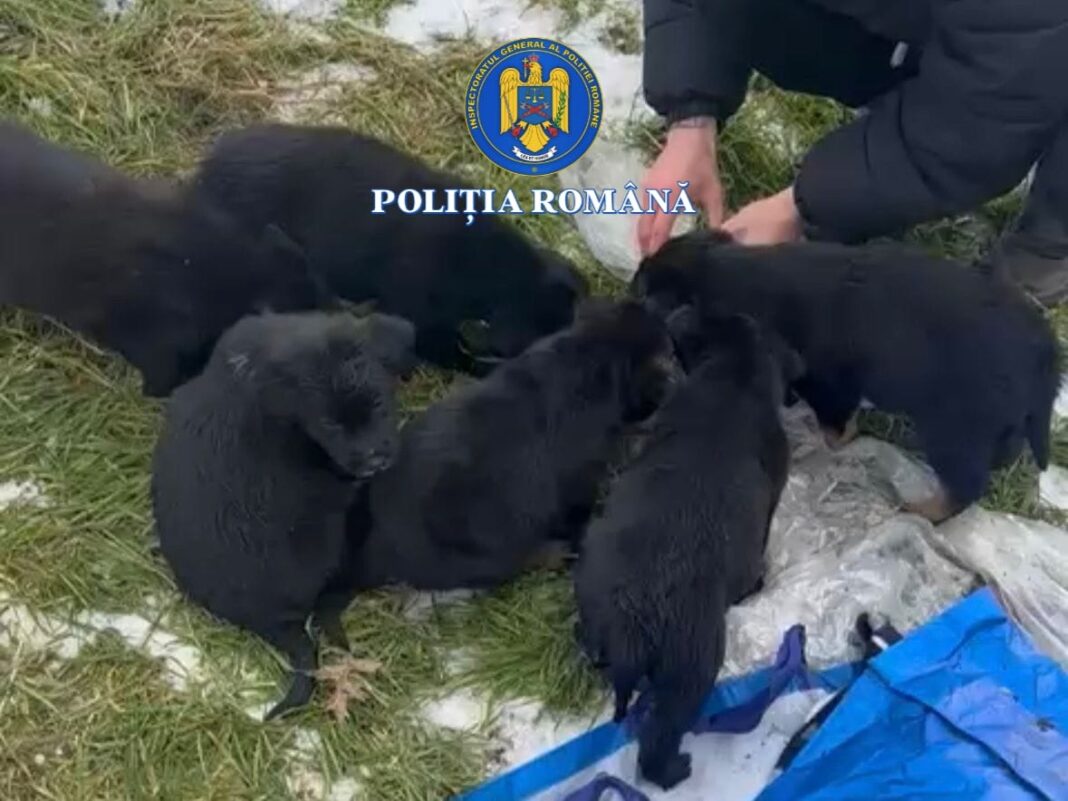 Șase pui de câine, abandonați într-un sac lângă o ghenă de gunoi