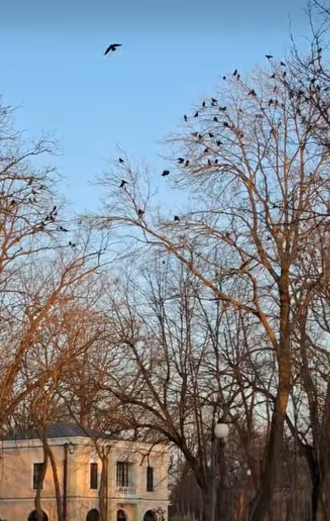 Ce facem cu ciorile din Parcul Romanescu? Cum încearcă Primăria Craiova să le gonească