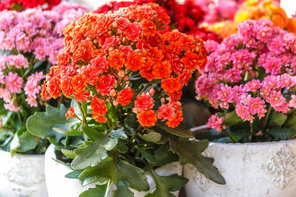 Kalanchoe, o floare ușor de îngrijit