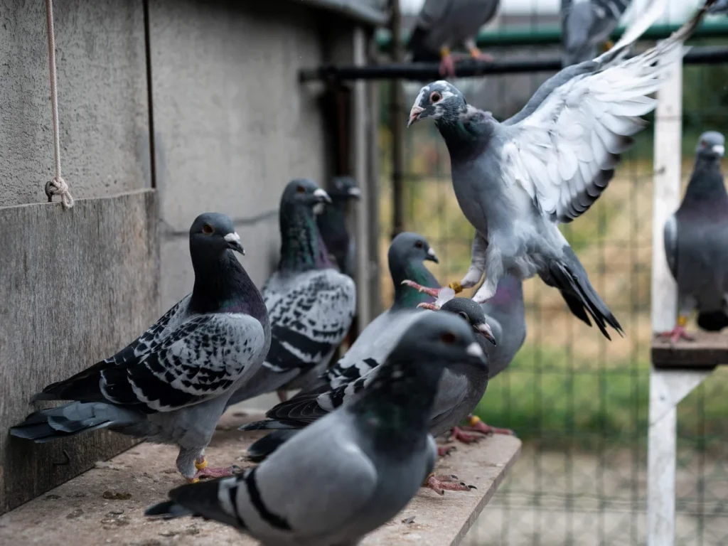 Români judecați în Belgia pentru că au furat porumbei voiajori care valorau aproape 2 milioane de euro