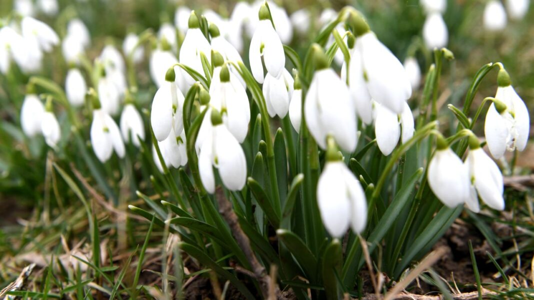 Vremea de Mărțișor se va încălzi după o perioadă de frig intens