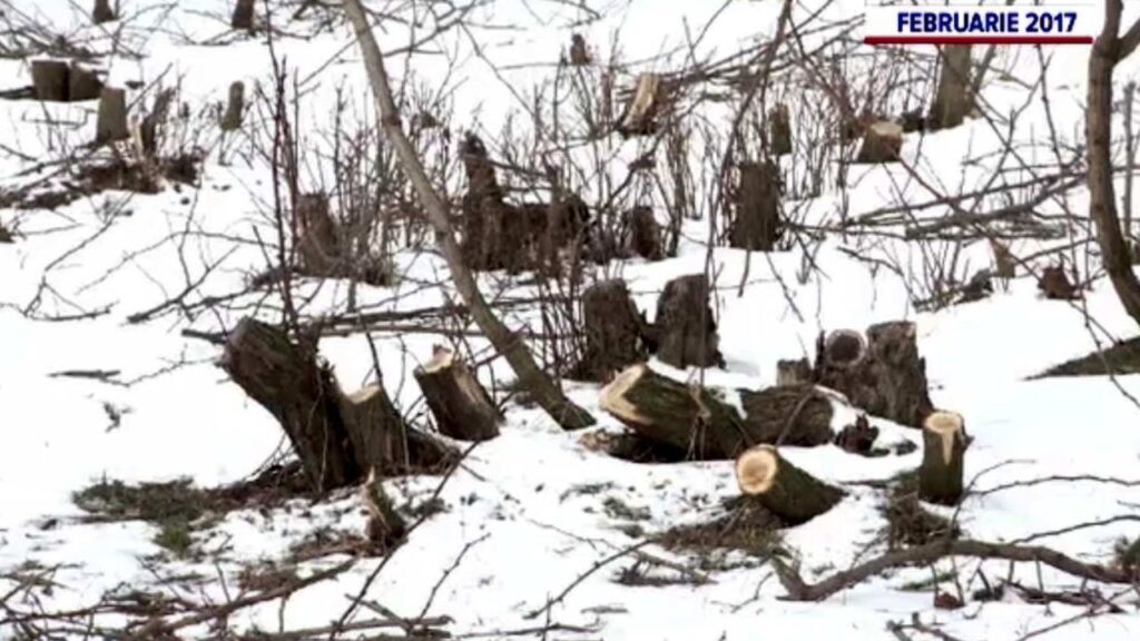 Fraudă în sistemul SUMAL și furt de lemn la Târgu Jiu. Bărbat reținut de polițiști