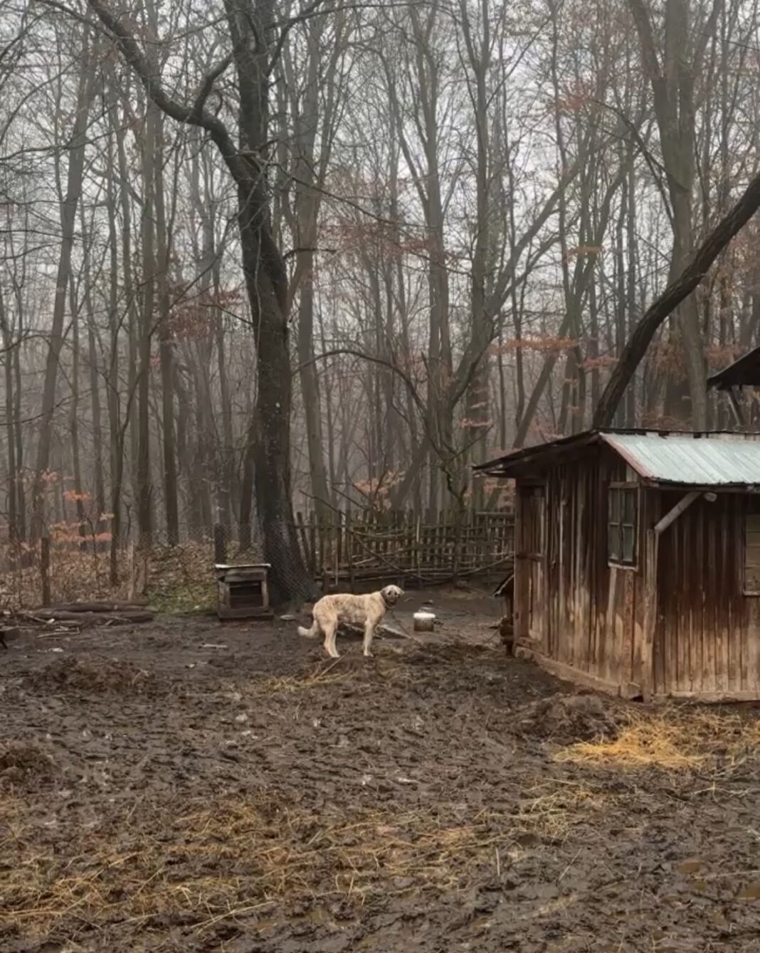 Control al polițiștilor pentru protecția animalelor