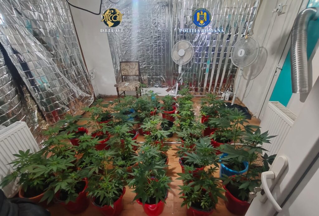 Rețea de trafic de canabis destructurată la Drobeta-Turnu Severin. Cultură indoor descoperită după 9 percheziții