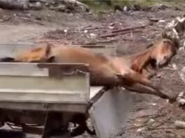 Cercetări pentru schingiuirea unui cal la Craiova