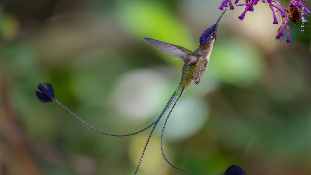 Fotograful britanic Dustin Che surprinde această imagine impresionantă a unui mascul minunat de colibri cu coadă de spatulă care se hrănește cu flori la Huembo Lodge din Pomacochas, Peru. Coada sa impresionant de lungă este folosită pentru a atrage femelele