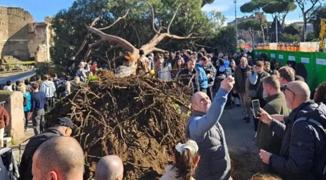 Român rănit de un pin istoric în centrul Romei