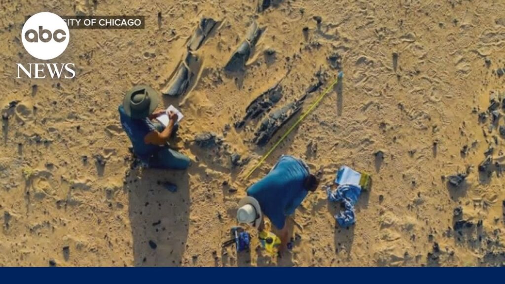 (VIDEO) Descoperire uimitoare în Sahara: o nouă specie uriașă de dinozaur cu creastă