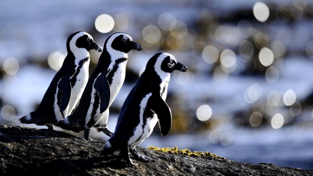 Singura specie de pinguini din Africa se luptă cu foametea: există speranță pentru supraviețuire?