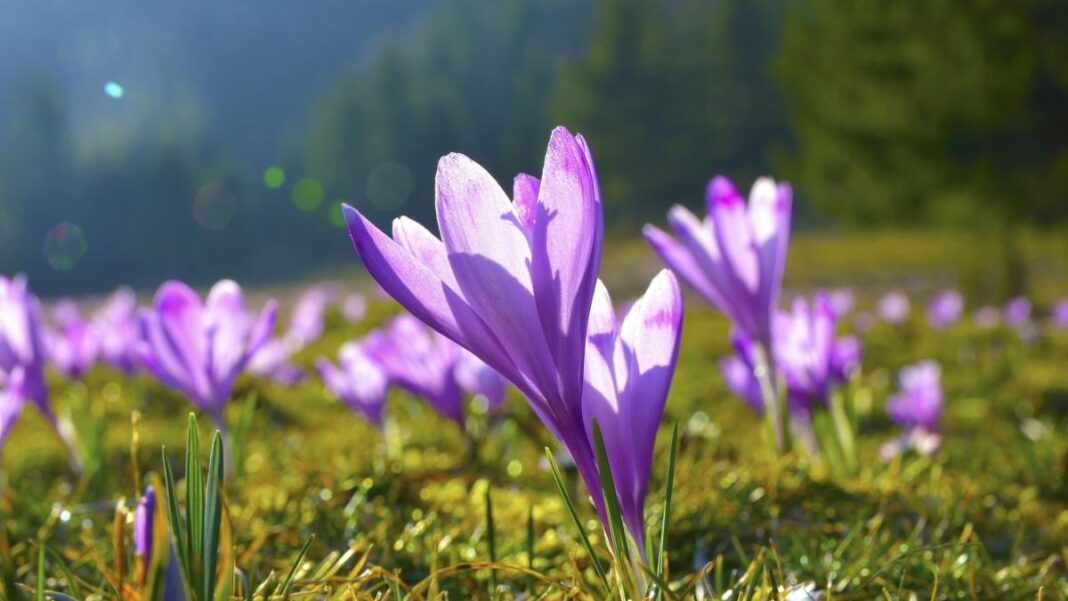 Cum va fi vremea până pe 8 martie. ANM anunță că temperaturile urcă peste normalul perioadei