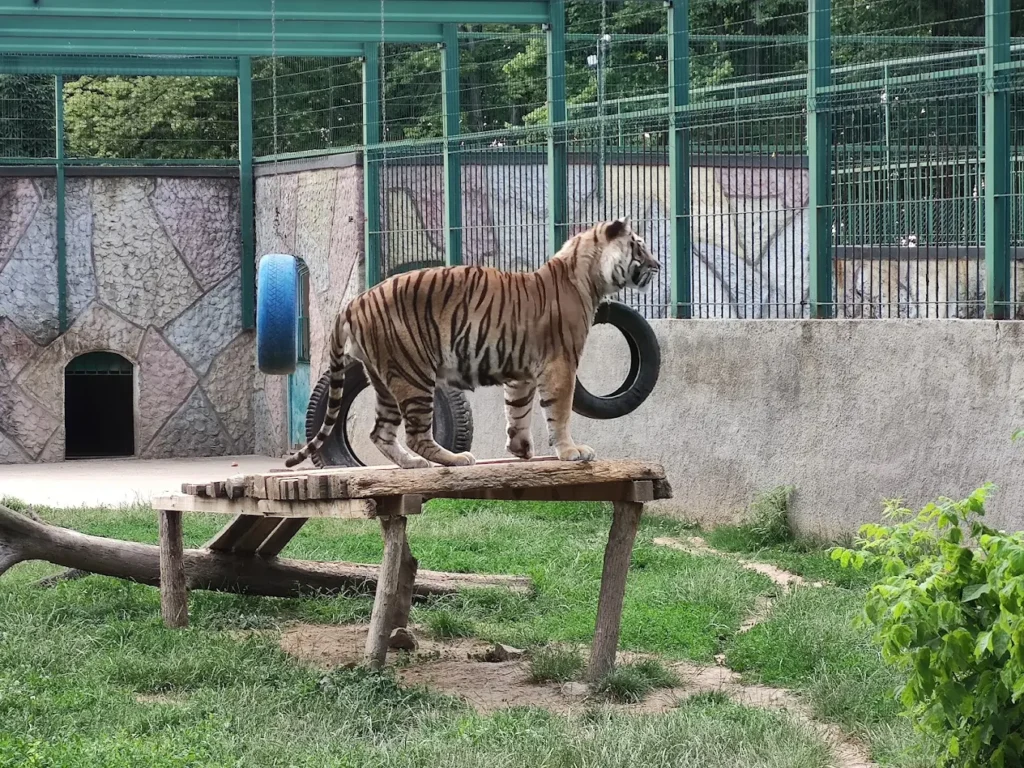 Grădina Zoologică din Craiova va fi reamenajată. Înainte de începerea lucrărilor mai multe animale și păsări, donate către Zoo Călărași
