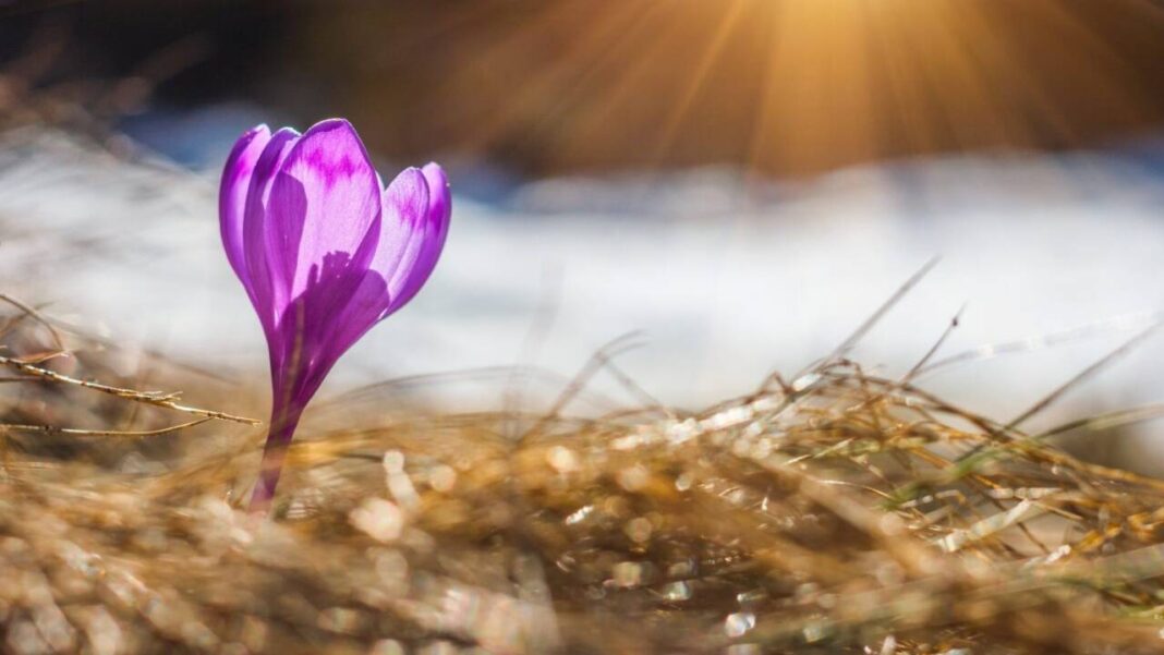 Cum va fi vremea în următoarele patru săptămâni