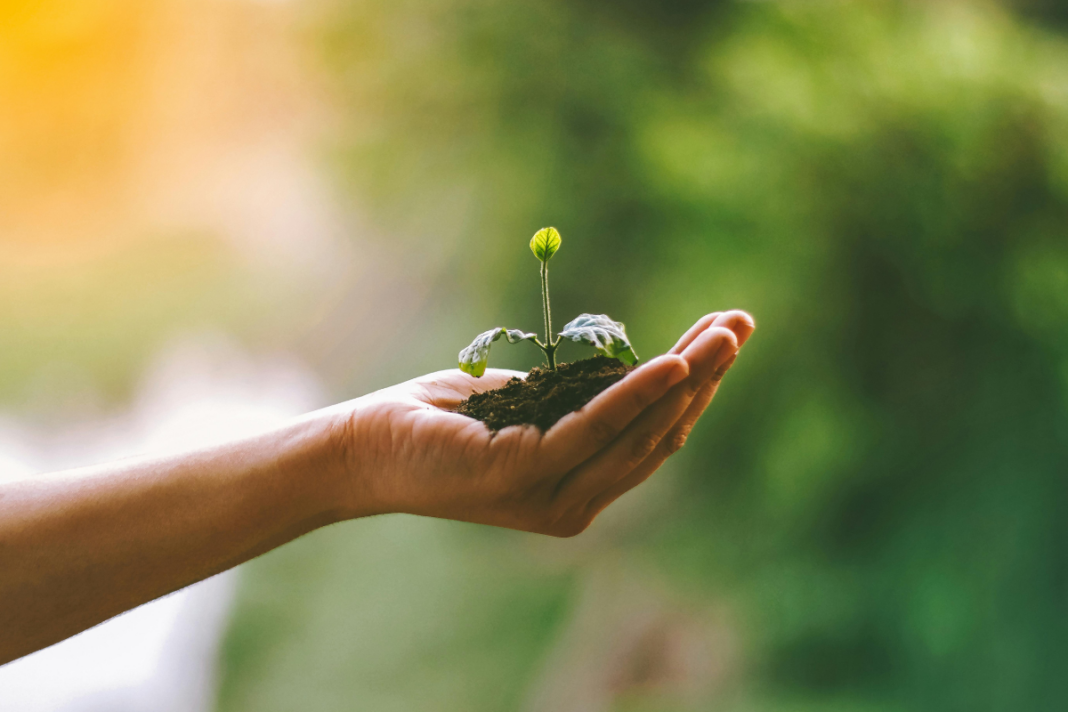 Fitofarmacie București - de ce au nevoie grădinarii, agricultorii și iubitorii de plante de un specialist lângă ei