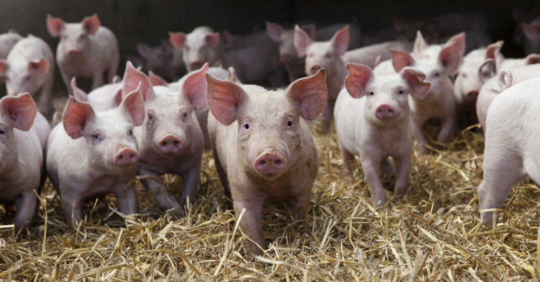 Adeverințe pentru crescătorii de porci și păsări