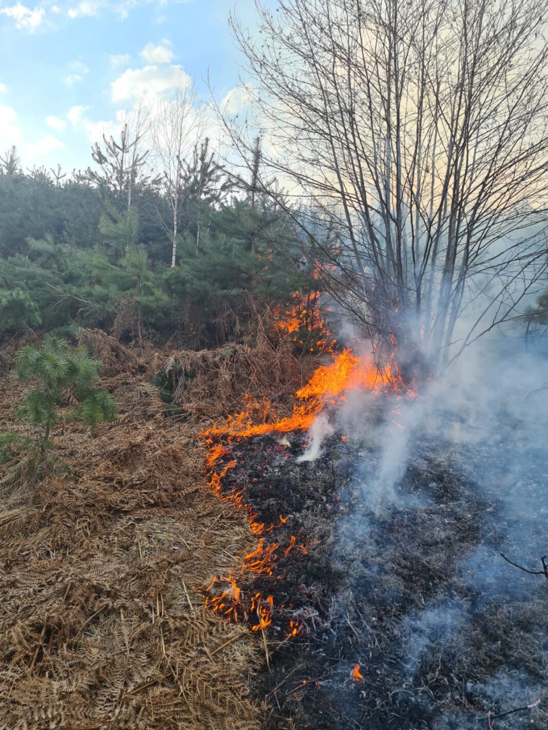 Arderea miriștilor și a vegetației este interzisă