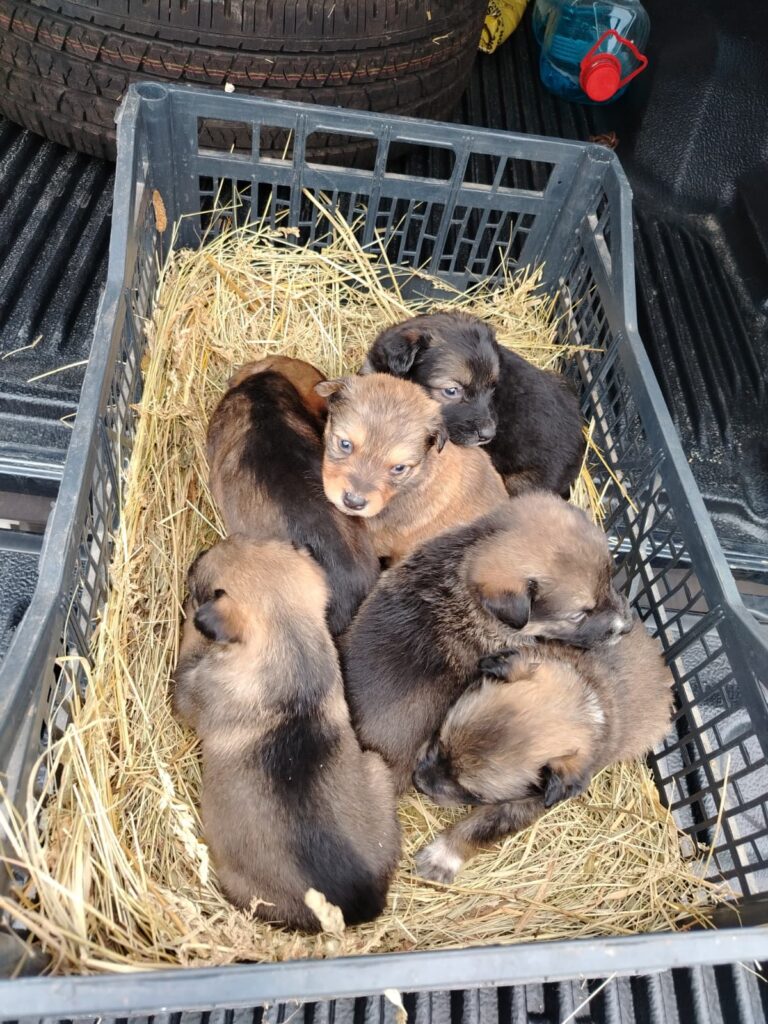 Ce amendă a primit un bărbat care a abandonat şapte pui de câine