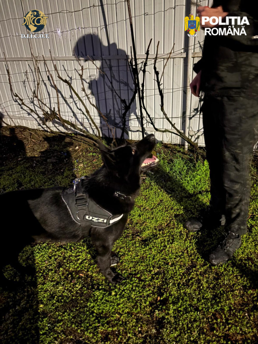 Tânăr de 21 de ani arestat pentru trafic de substanțe psihoactive în Olt