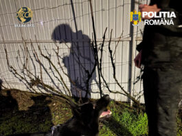 Tânăr de 21 de ani arestat pentru trafic de substanțe psihoactive în Olt